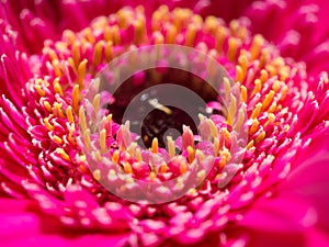 In depth look of a rosa flower