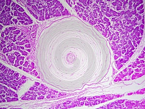 In Depth Look at Touch Receptors: Layers Around Paccinian Corpuscle in High Detail