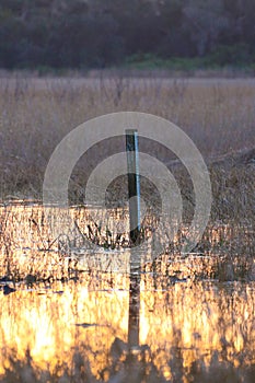 A depth marker in a wetland area