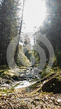 In the depths of the virgin forest, low-angle shot, wide.