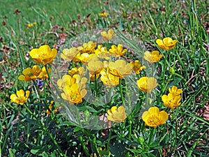 Der GewÃ¶hnlicher Berg-Hahnenfuss Ranunculus montanus Willd., Gewoehnlicher Berg-Hahnenfuss or Brdski zabnjak