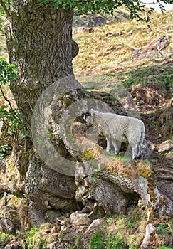 Derbyshire Gritstone sheep, grazing in the Peak district.