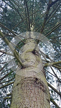 Derbyshire Pine