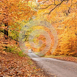 Derbyshire tree lined lane