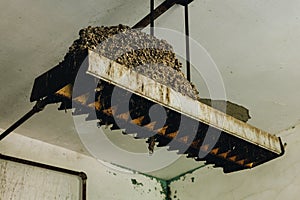 Derelict Light Fixture + Poop - Abandoned Creedmoor State Hospital - New York