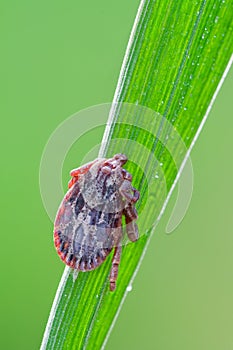 Dermacentor marginatus