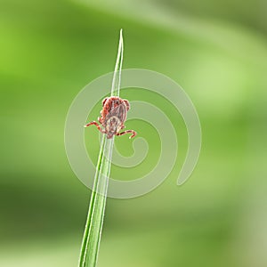 Dermacentor variabilis adult female tick