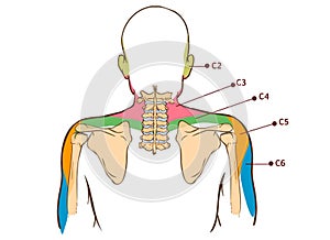 Dermal segmentation of upper limb