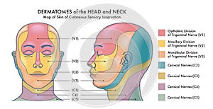 Dermatomes of head and neck