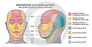 Dermatomes of head and neck photo