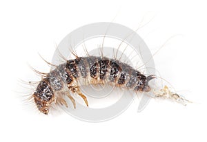 Dermestid beetle larvae.