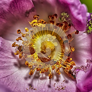 Dermestidae bug on the flower. Macro shot of a varied carpet beetle. Close up image