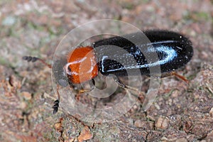 Dermestoides sanguinicollis. A very rare species of beetle in the family Cleridae. Predator found in natural forests