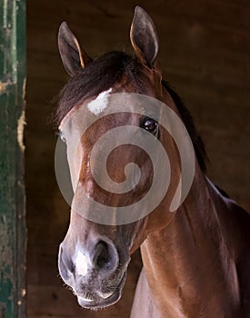 Dermot Magner -Backstretch photo