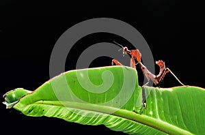 Deroplatys Dessicata,Mantis, Cobra Mantis photo