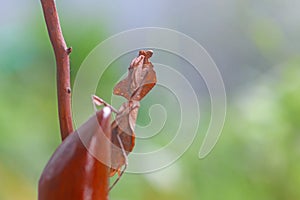 Deroplatys Lobata - adult mantis wanted to scare me, snail, animal