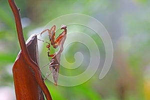 Deroplatys Lobata - adult mantis wanted to scare me, snail, animal