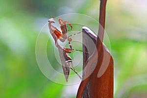 Deroplatys Lobata - adult mantis wanted to scare me, snail, animal