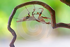 Deroplatys Lobata - adult mantis wanted to scare me, snail, animal