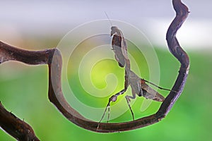 Deroplatys Lobata - adult mantis wanted to scare me, snail, animal