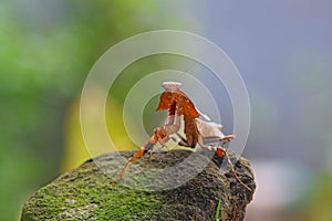 Deroplatys Lobata - adult mantis wanted to scare me, snail, animal