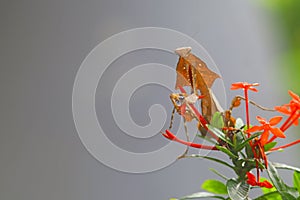 Deroplatys Lobata - adult mantis wanted to scare me, snail, animal