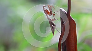 Deroplatys Lobata - adult mantis wanted to scare me, snail, animal