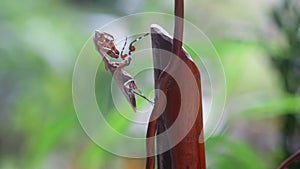 Deroplatys Lobata - adult mantis wanted to scare me, snail, animal