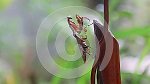 Deroplatys Lobata - adult mantis wanted to scare me, snail, animal