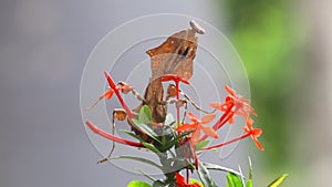 Deroplatys Lobata - adult mantis wanted to scare me, snail, animal