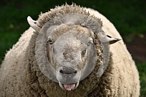 Derpy derp sheep face on