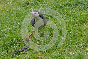 Derpy walk of a white breasted waterhen