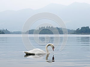 A swan on Derwentwater, Keswick, Lake District, UK