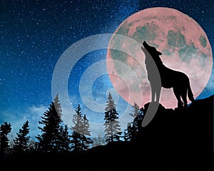 Wolves howl at the full moon