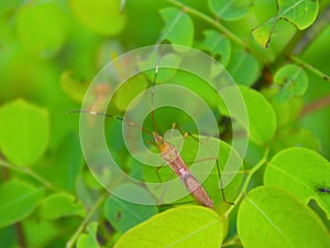 Leaf footed bug resting on fresh green leaves