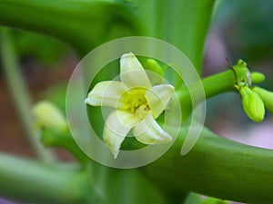 Papaya flower close-up on stem