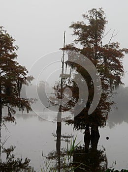 A desaturated image of a cypress tree at Guste Island Louisiana