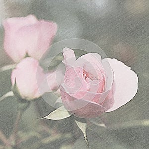 Desaturated Image of Light Pink Rose
