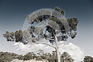 Desaturated image of tree against the sky photo