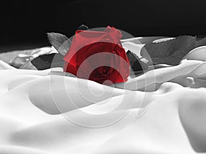 Desaturated Rose On Silk