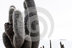 Detail of a Cactus in salt flats