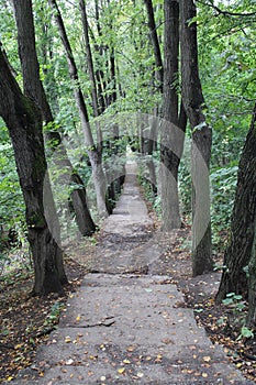 Descent into the depths of the forest