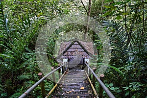Descent to the arbor in the jungle