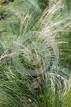 Deschampsia cespitosa