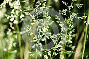 Deschampsia cespitosa, tufted hairgrass or tussock field wild grass movement under the wind in sunlight countryside