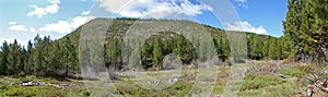 Deschutes National Forest Panorama