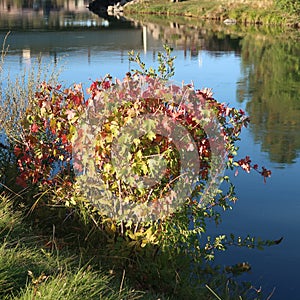 Deschutes River at the Old Mill District