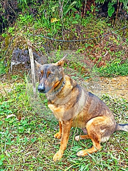 Canine Freedom: A Dog in Harmony with Nature under the Blue Sky photo
