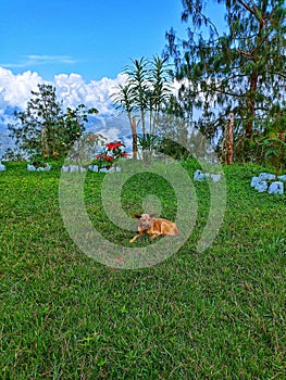 Canine Freedom: A Dog in Harmony with Nature under the Blue Sky photo