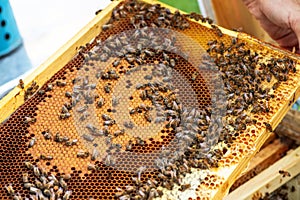 A description for a frame with bees and sealed mature honey.